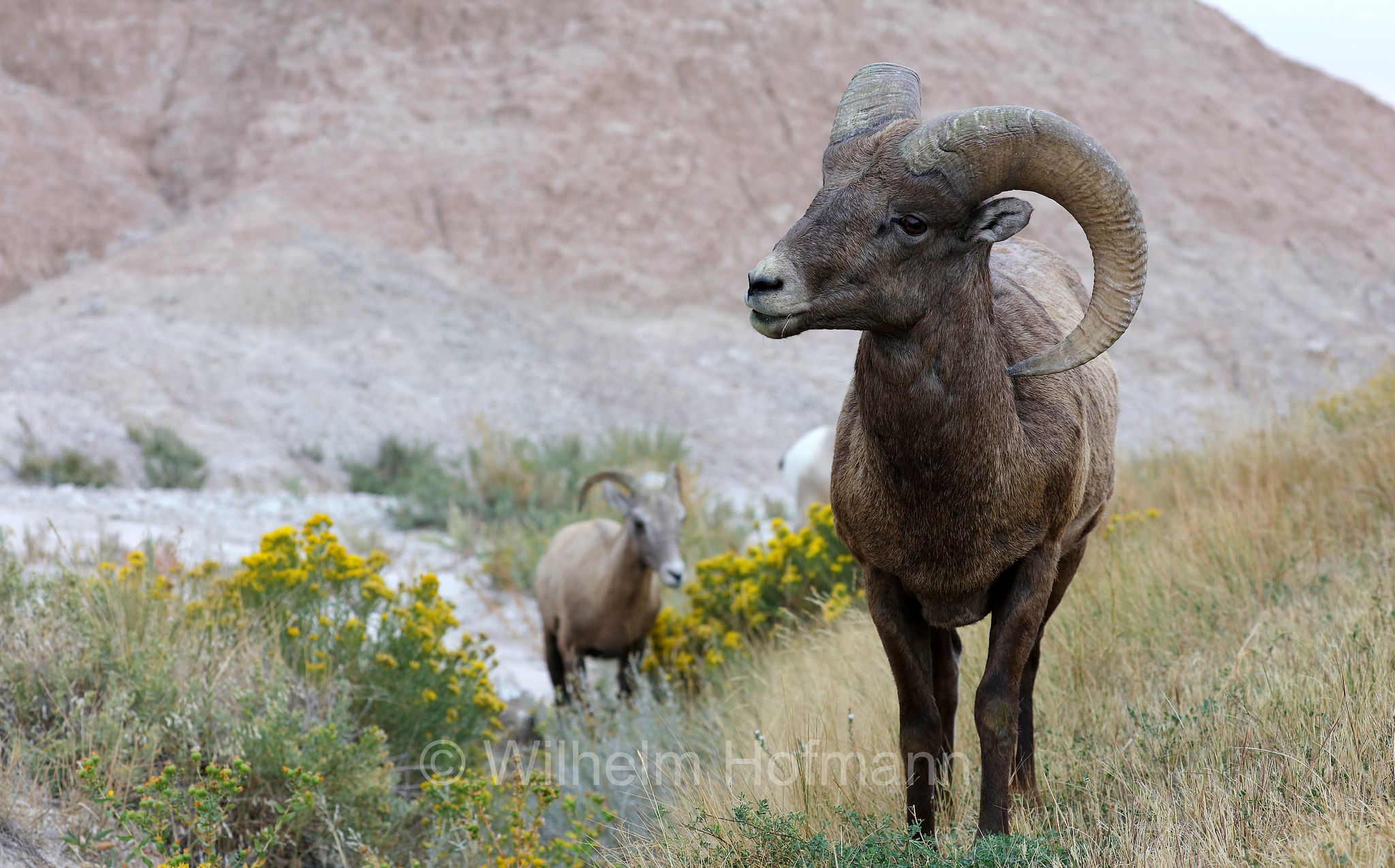 Ovis canadensis canadensis, Rocky Mountain bighorn sheep, Rocky-Mountains-Dickhornschaf, bighorn delle Montagne Rocciose, Ancient Hunters Overlook, Badlands National Park, Badlands-Nationalpark, parco nazionale delle Badlands, South Dakota, Dakota del Sud, USA