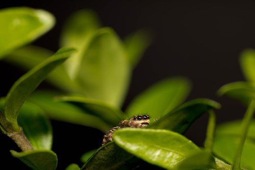 MACRO