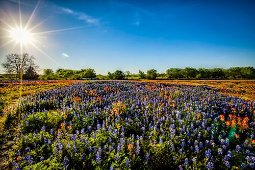 Bluebonnets