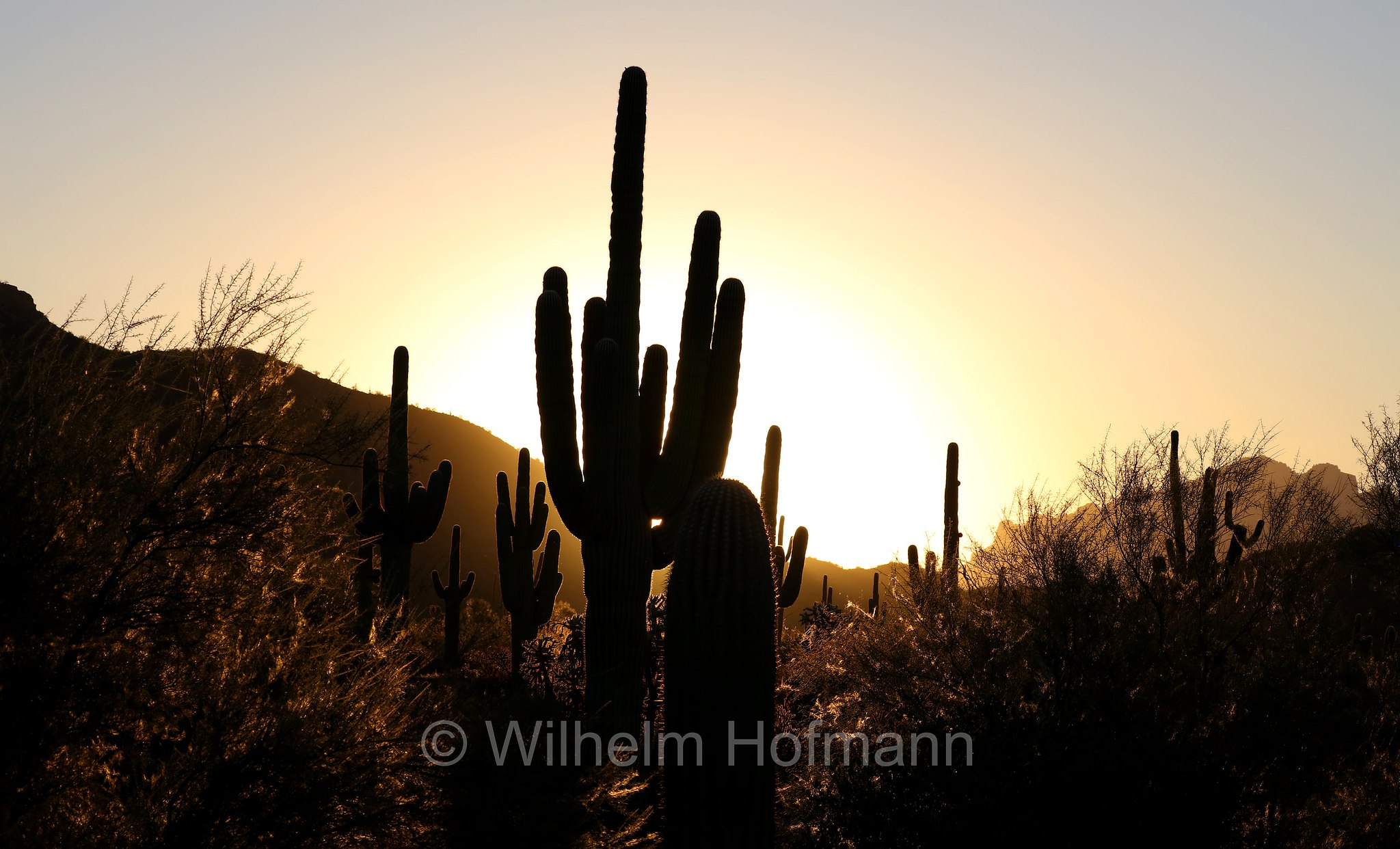 Saguaro, Carnegiea gigantea, Usery Mountain Regional Park, Arizona, USA