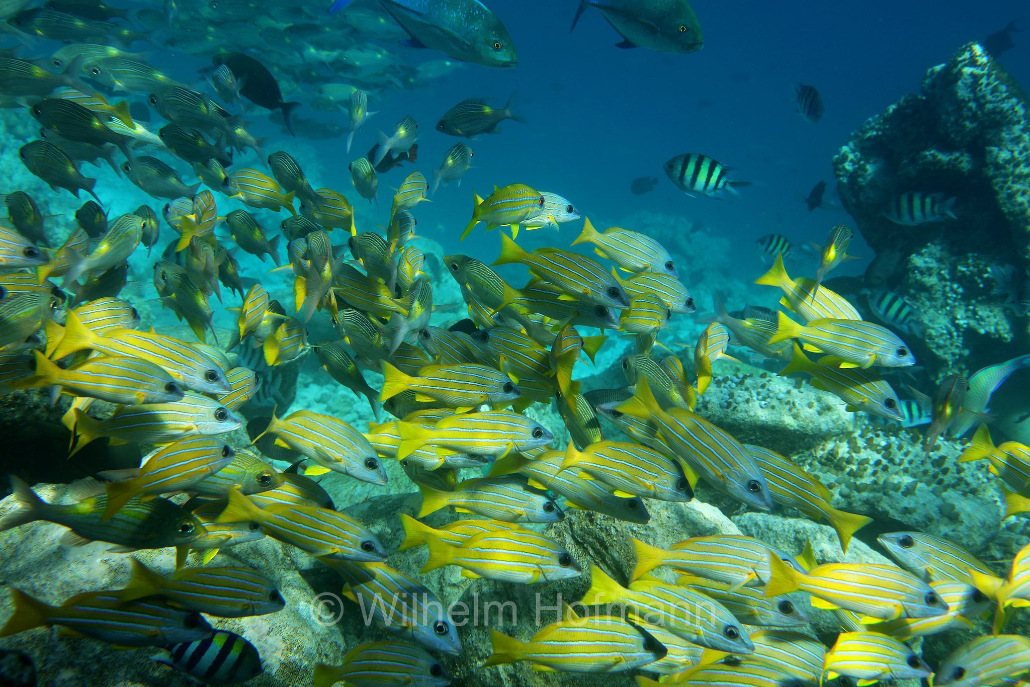 Lutjanus kasmira, common bluestripe snapper, bluestripe snapper, bluebanded snapper, bluestripe sea perch, fourline snapper, blue-line snapper, moonlighter, Blaustreifen-Schnapper, lutiano, Malediven, Maldives, Maledive, fihalhohi island resort