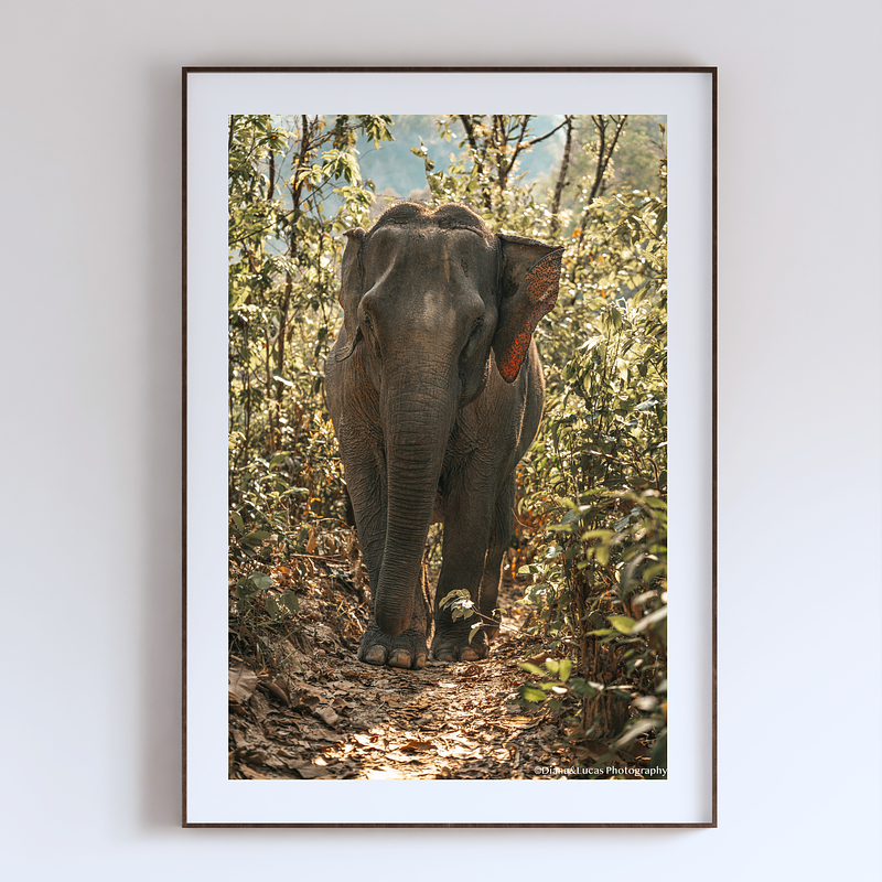 COLLECTION - GIANTS OF THE LAND VERTICAL - "Good Light" - LIMITED EDITION 10 of 10