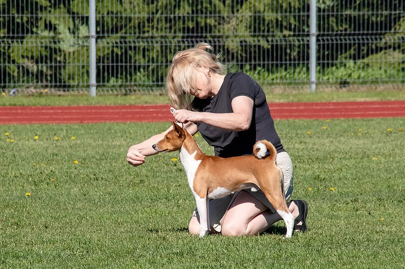 SPORDIFOTOD