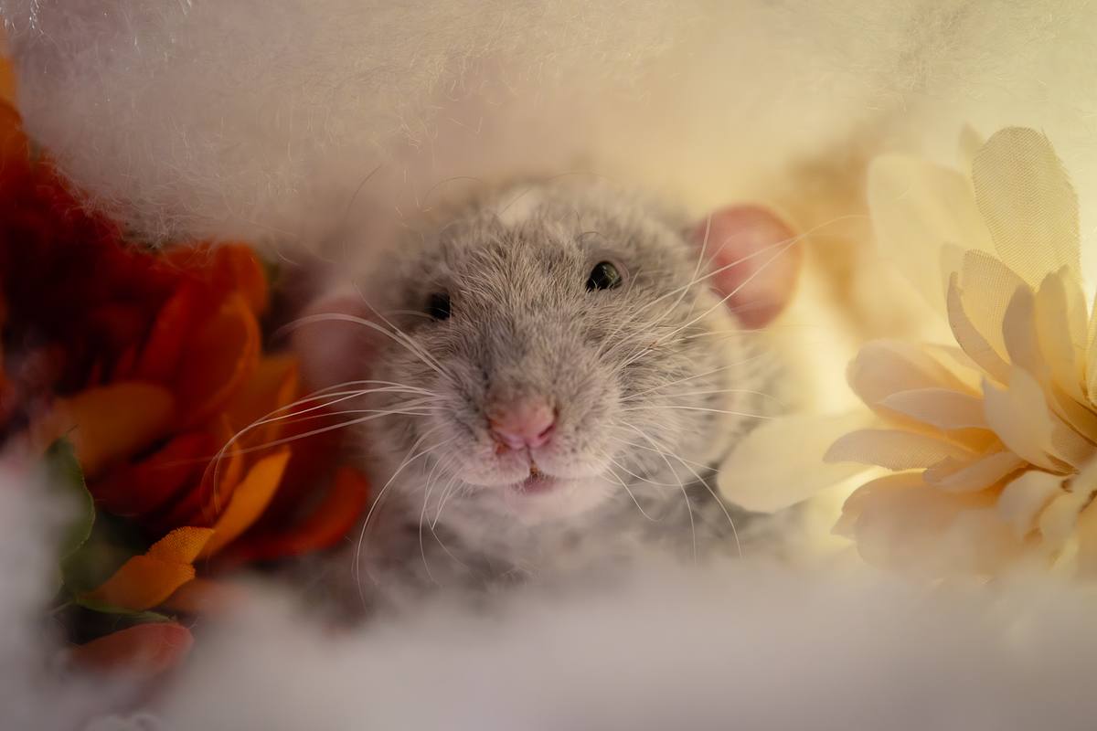 White and grey rat peeking out amongst flowers.