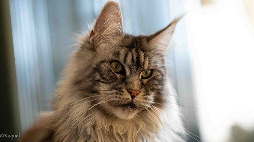 Gros plan du visage de Pastilla, chat Maine Coon, photographié en lumière naturelle à Carqueiranne.