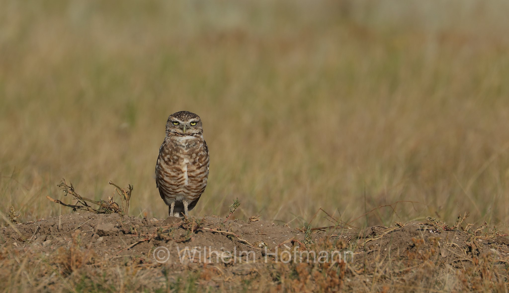 Athene cunicularia hypugaea, western burrowing owl, Kanada-Kaninchenkauz, Prärie-Erdeule, civetta delle tane, Wind Cave National Park, Wind-Cave-Nationalpark, Parco nazionale di Wind Cave, South Dakota, Dakota del Sud, USA