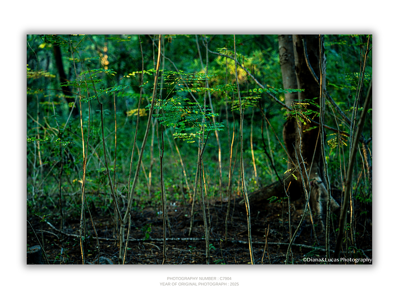 THE ONE - LINES & SHAPES - "Young Forest" - LIMITED EDITION 5 of 5