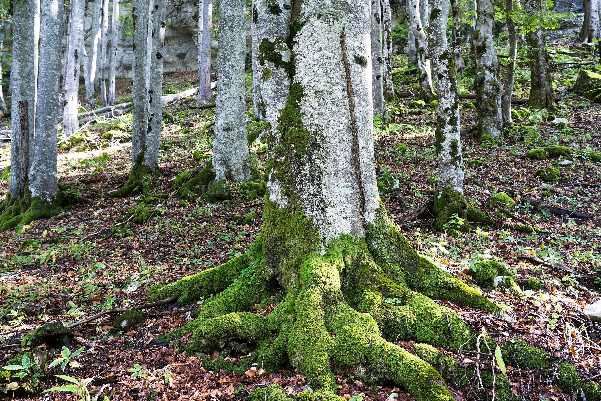 Buchenwald in der Combe Grède