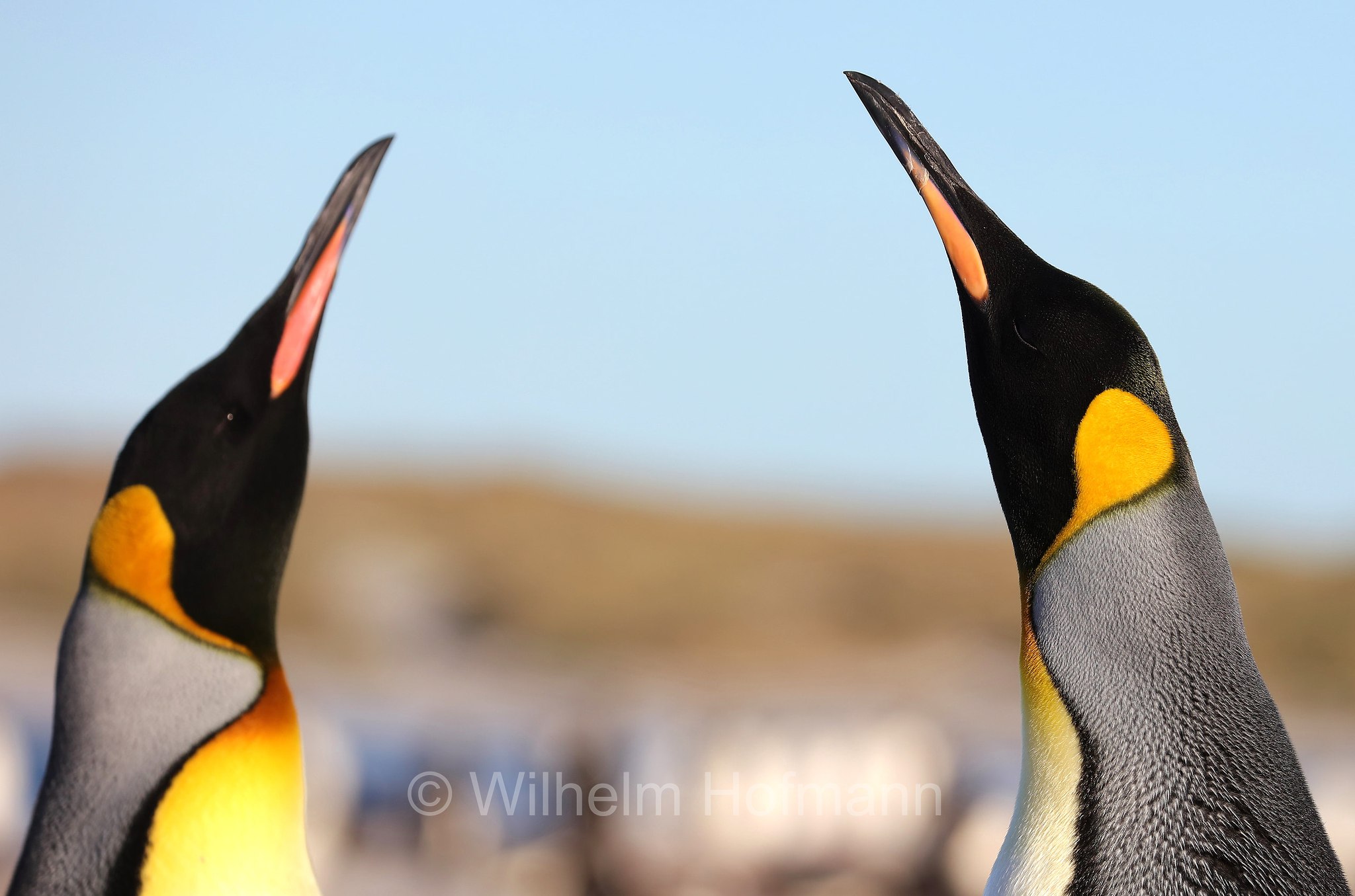 king penguin, Königspinguin, pinguino reale, Aptenodytes patagonicus, Sealion Island, Sea Lion Island, Isla de los Leones Marinos, Falkland Islands, Falklandinseln, Isole Falkland