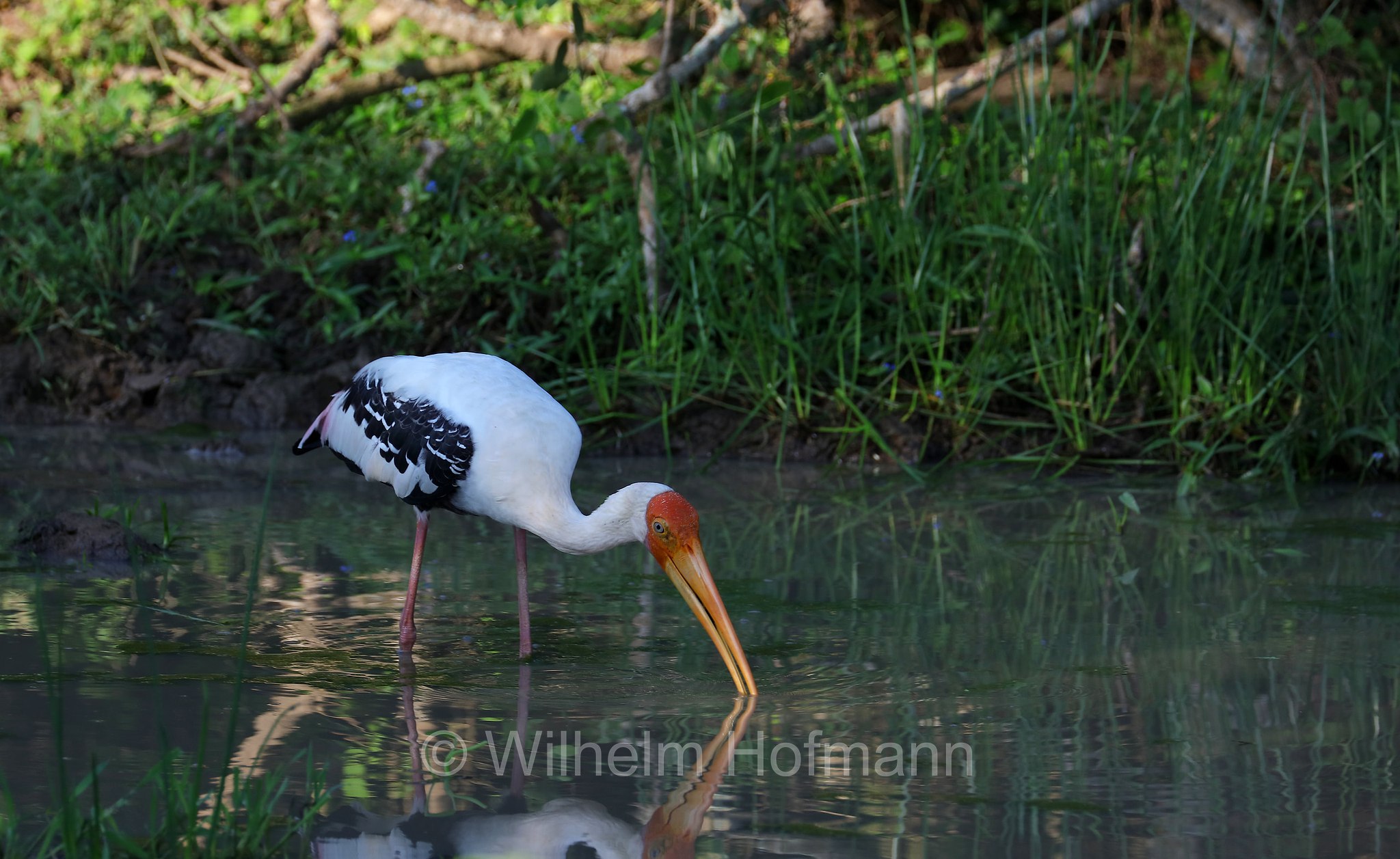 painted stork, Buntstorch, tantalo variopinto, Mycteria leucocephala, Sri Lanka, Yala National Park, Yala Nationalpark, Parco nazionale di Yala