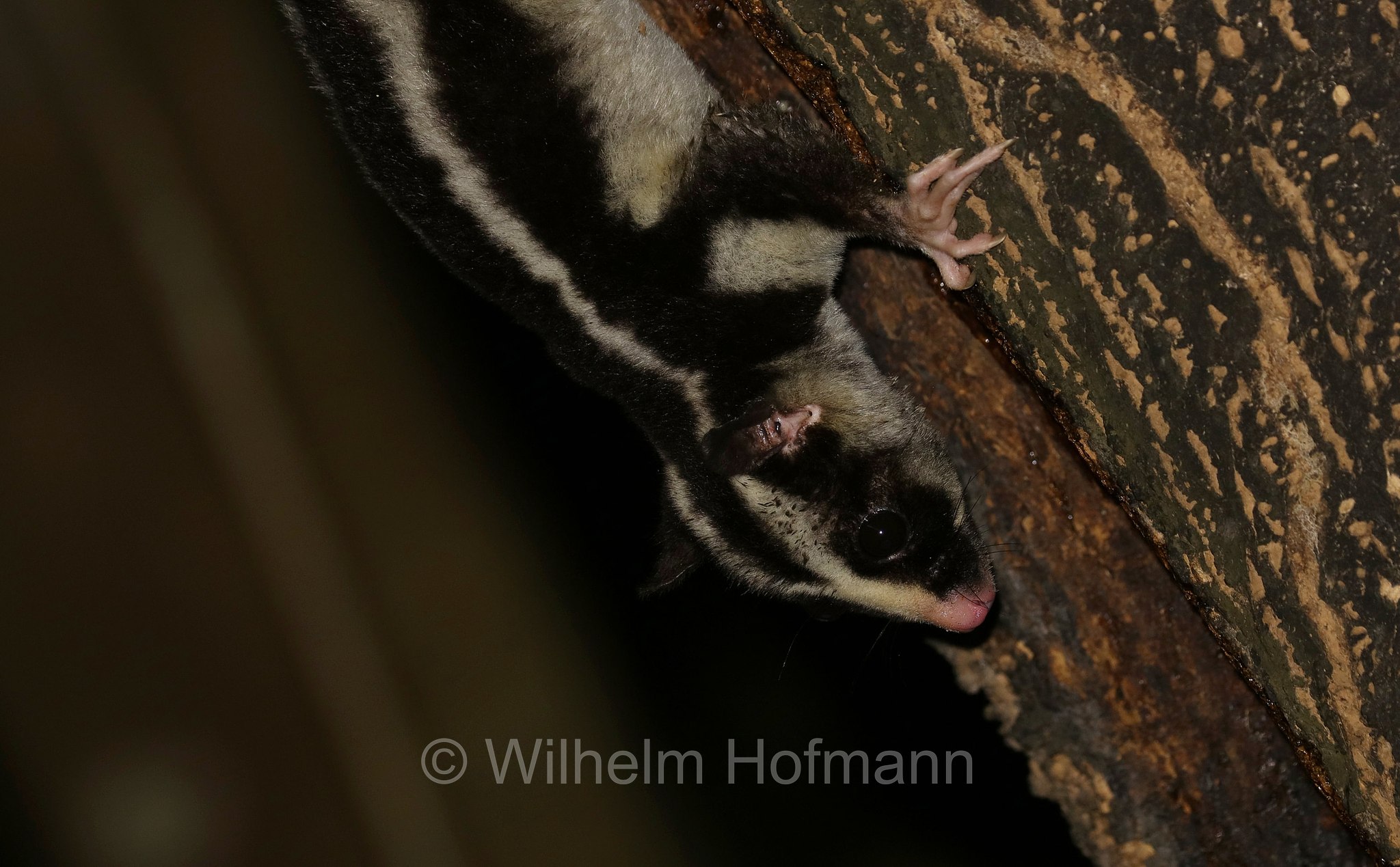 Dactylopsila trivirgata, striped possum, common striped possum, Großer Streifenbeutler, opossum striato grande, Crater Lakes National Park, Crater-Lakes-Nationalpark, Queensland, Australia, Australien