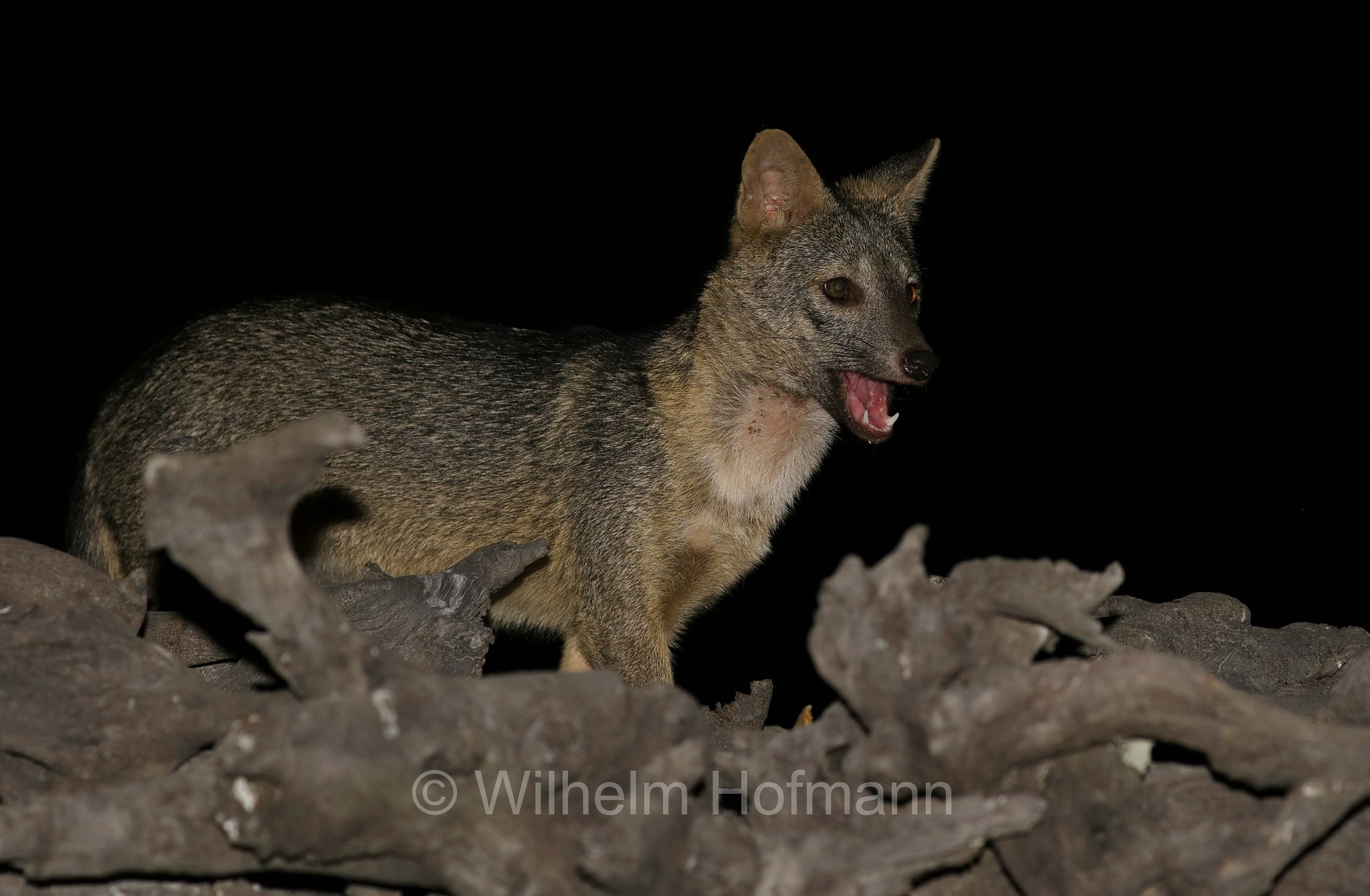 crab-eating fox, forest dog, wood fox, bushfox, Maikong, Krabbenfuchs, Savannenfuchs, Pantanal, Mato Grosso, Brazil, Brasil, Brasile, Brasilien