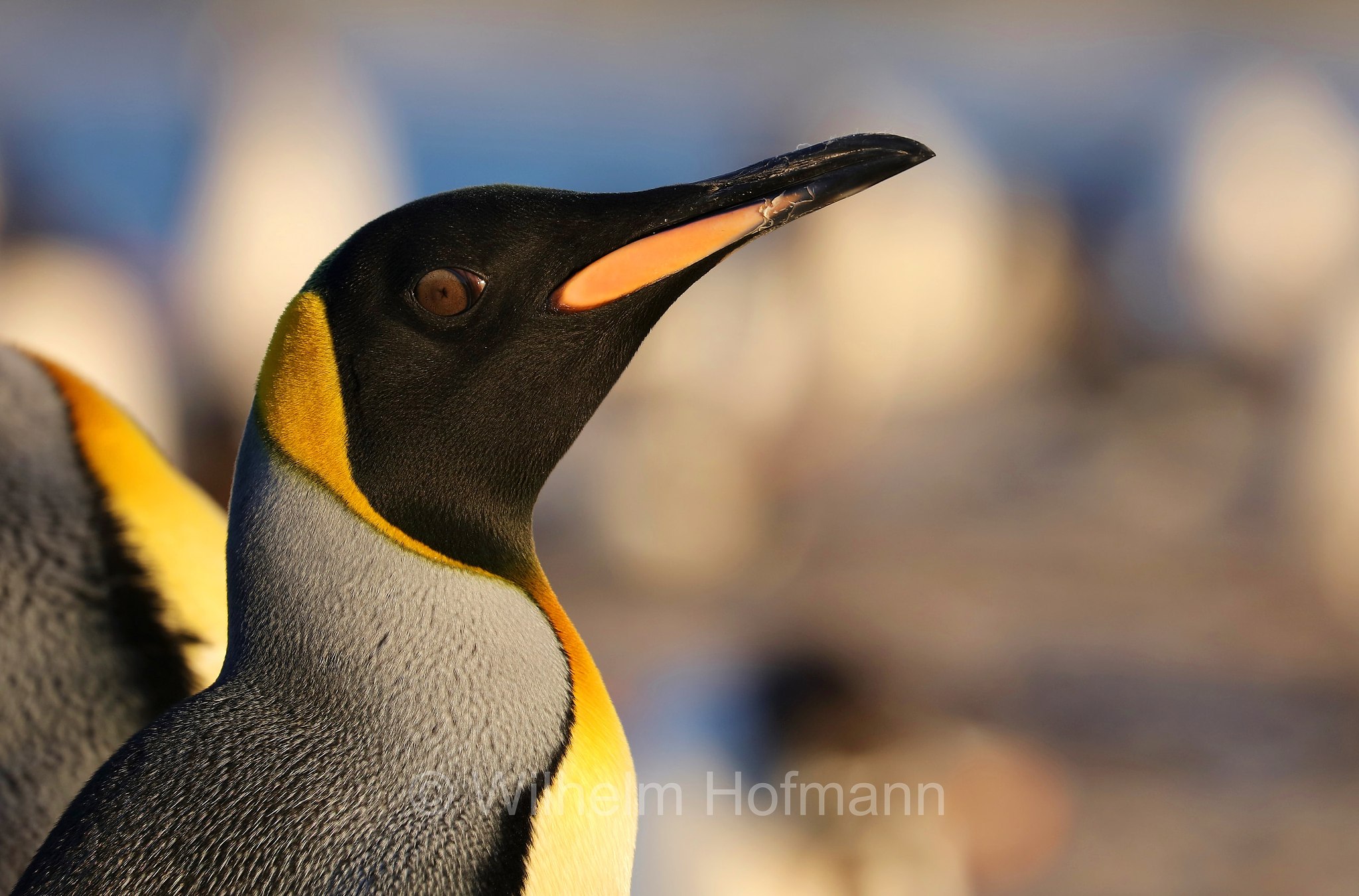 king penguin, Königspinguin, pinguino reale, Aptenodytes patagonicus, Sealion Island, Sea Lion Island, Isla de los Leones Marinos, Falkland Islands, Falklandinseln, Isole Falkland