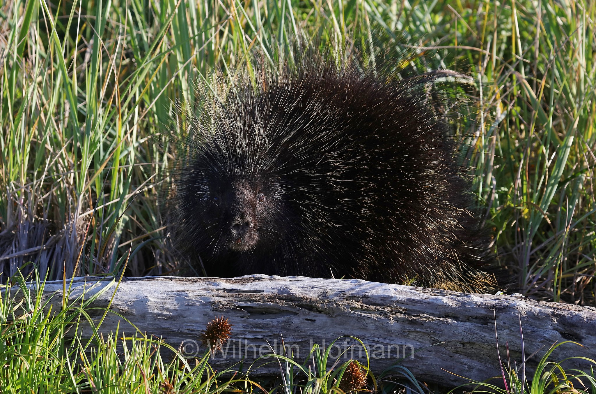 Erethizon dorsatum, North American porcupine, Canadian porcupine, Urson, Baumstachelschwein, Nordamerikanischer Baumstachler, ursone, porcospino nordamericano, Silver Salmon Creek, Lake Clark National Park, Lake Clark National Park and Preserve, Lake-Clark-Nationalpark, Parco nazionale e riserva di Lake Clark, Alaska, USA