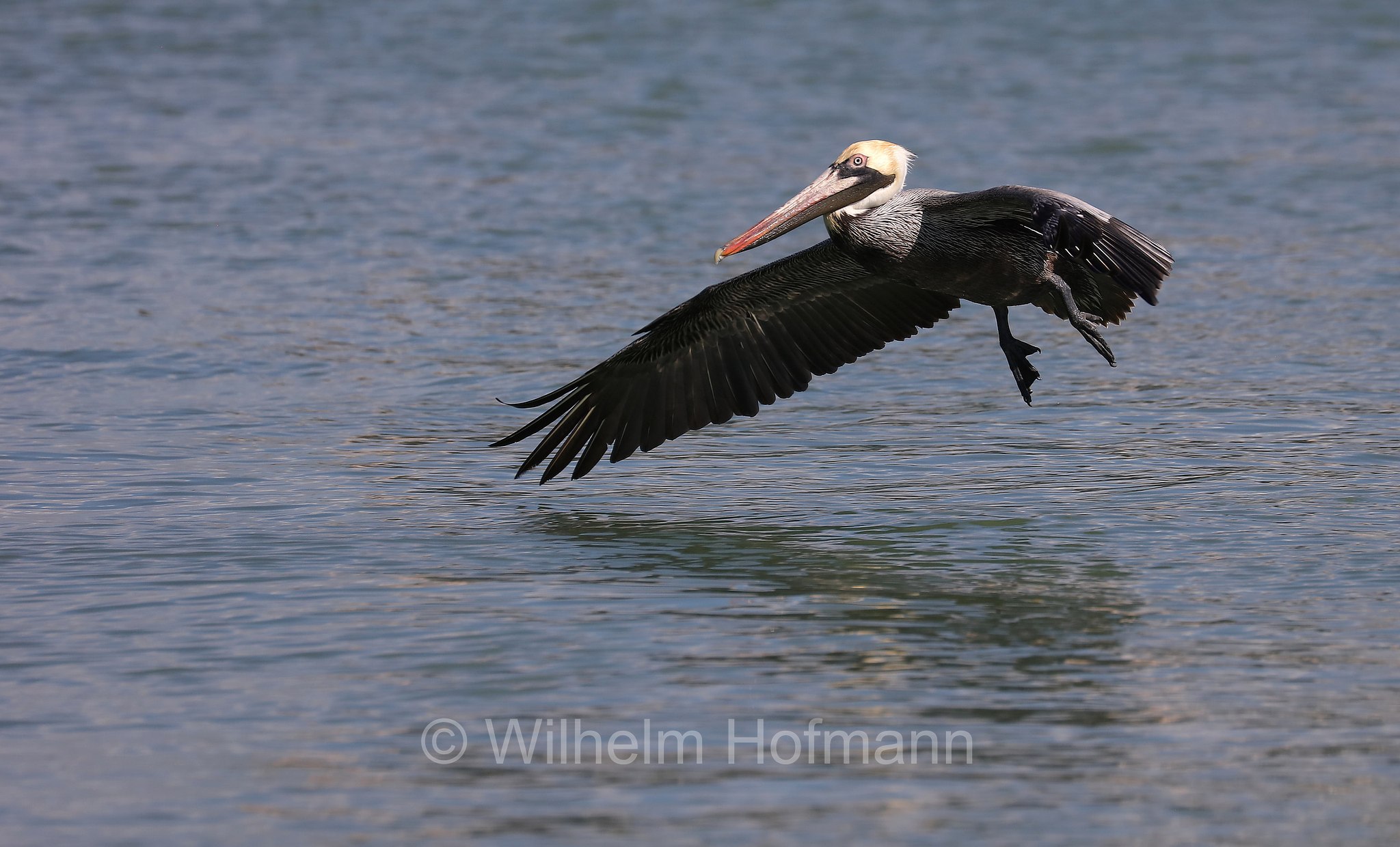 Pelecanus occidentalis carolinensis, brown pelican, Braunpelikan, Brauner Pelikan, Meerespelikan, pellicano bruno orientale, John's Pass, Hubbard's Marina, Florida, USA