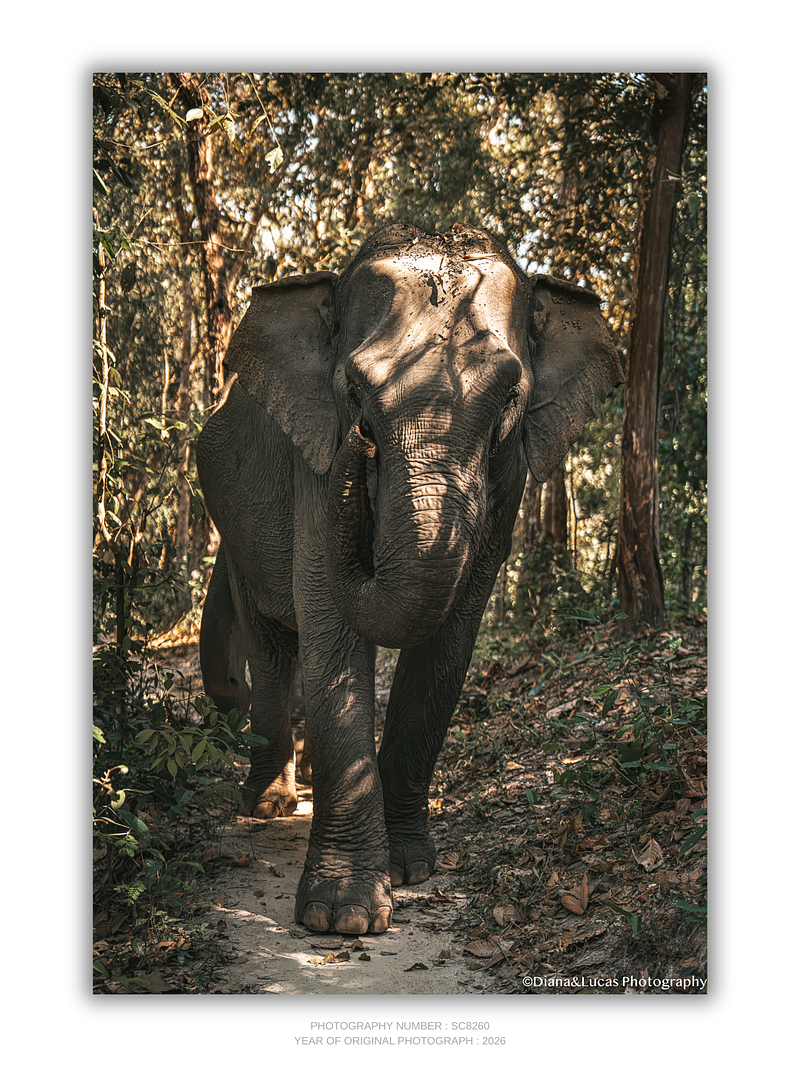 COLLECTION - GIANTS OF THE LAND VERTICAL -  "The Bright One" - LIMITED EDITION 10 of 10