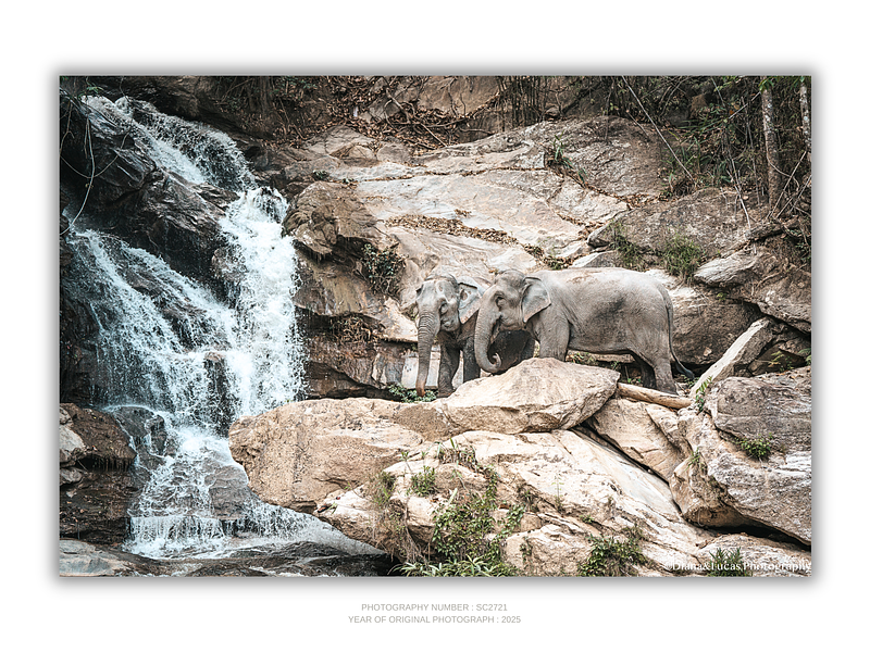 THE ONE - WILDLIFE & NATURE - "Their Waterfall" - LIMITED EDITION 5 of 5