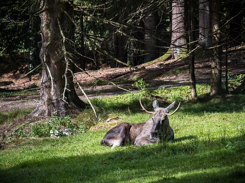 Elch im Nationalpark Lusen