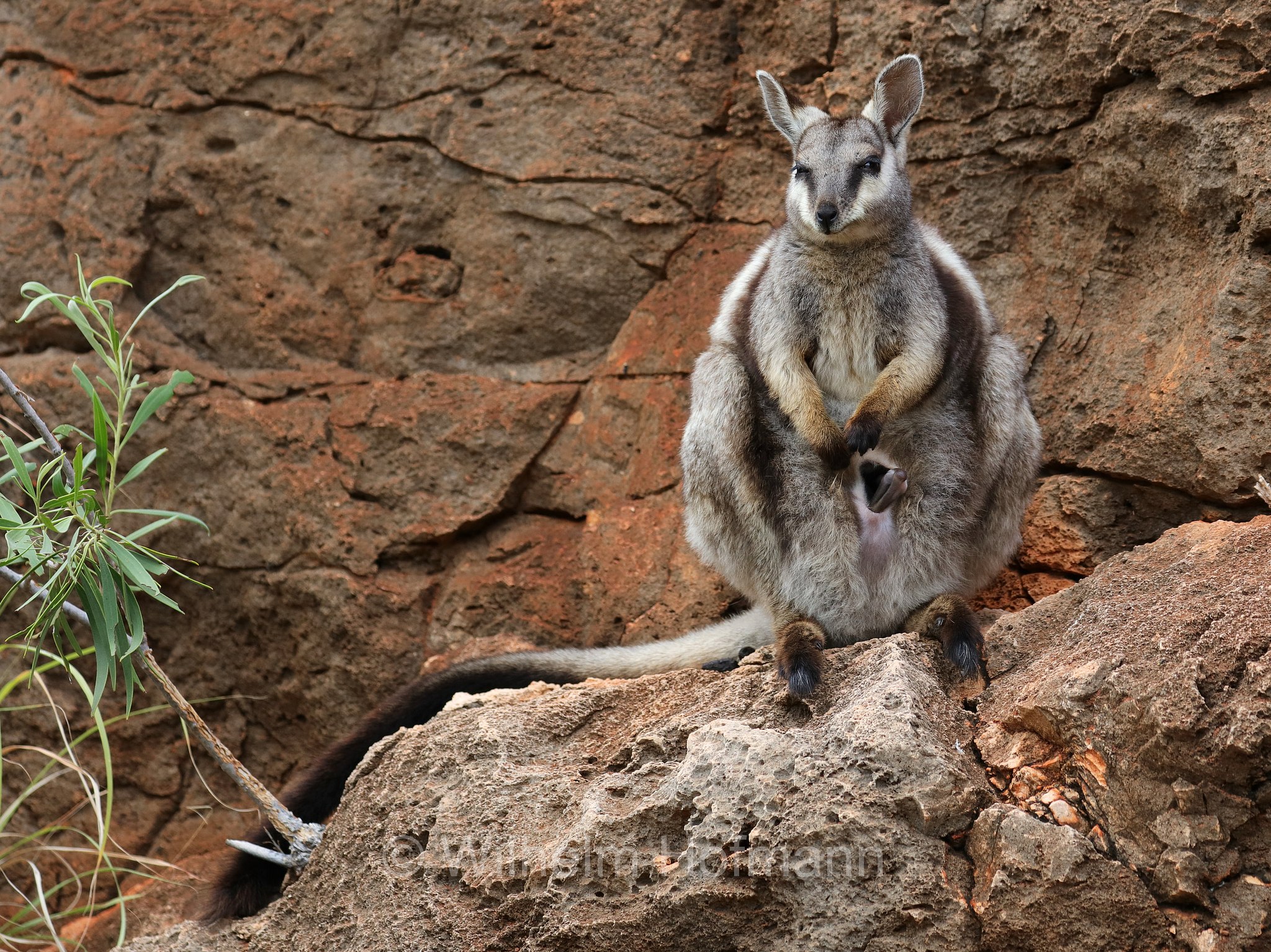 Petrogale lateralis, ﻿black-flanked rock-wallaby, black-footed rock-wallaby, warru, Schwarzpfoten-Felskänguru, wallaby delle rocce dai fianchi neri, wallaby delle rocce dai piedi neri, warru, Mandu Mandu Gorge, Cape Range National Park, Cape-Range-Nationalpark, Western Australia, Westaustralien, Australia Occidentale, Australia, Australien