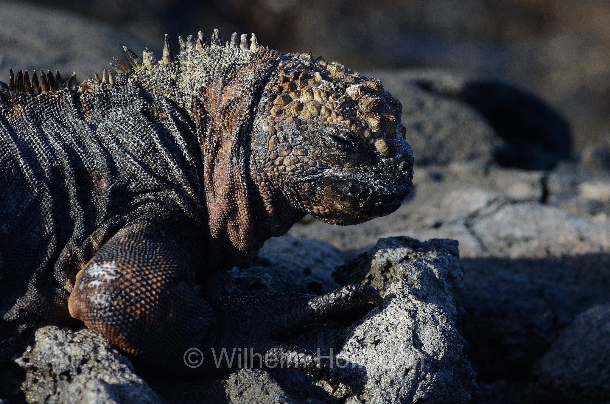 marine iguana, sea iguana, saltwater iguana, Galápagos marine iguana, Meerechse, iguana marina, Amblyrhynchus cristatus﻿, Santiago Island, Santiago, San Salvador, James Island, Sullivan Bay, Galápagos Islands, Galápagos, Galapagosinseln, Ecuador