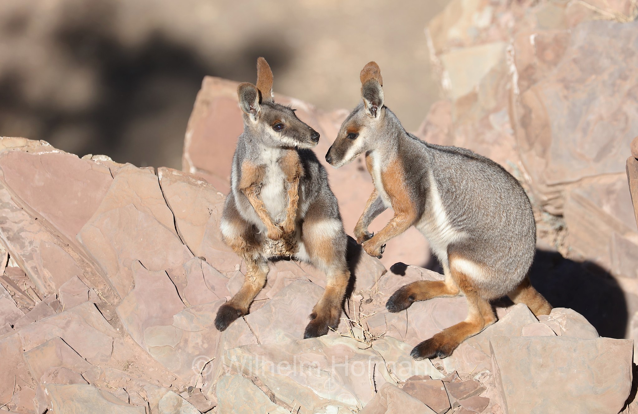 yellow-footed rock-wallaby, ring-tailed rock-wallaby, Gelbfuß-Felskänguru, wallaby delle rocce dai piedi gialli, Petrogale xanthopus, Brachina Gorge, Ikara–Flinders Ranges National Park, Ikara-Flinderskette-Nationalpark, parco nazionale Monti Flinders, South Australia, Südaustralien, Australia Meridionale, Australia, Australien