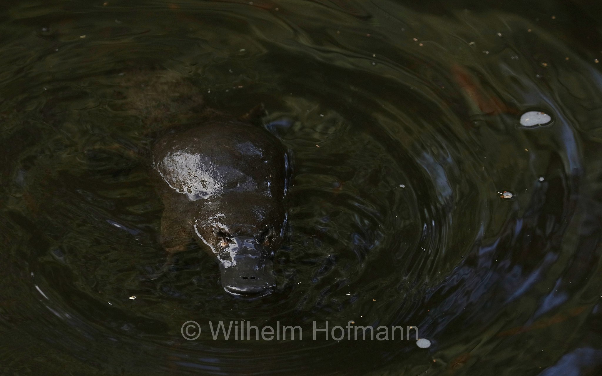 platypus, duck-billed platypus, Schnabeltier, ornitorinco, platipo, Ornithorhynchus anatinus, Geeveston Platypus Walk, Tasmania, Tasmanien, Australia, Australien