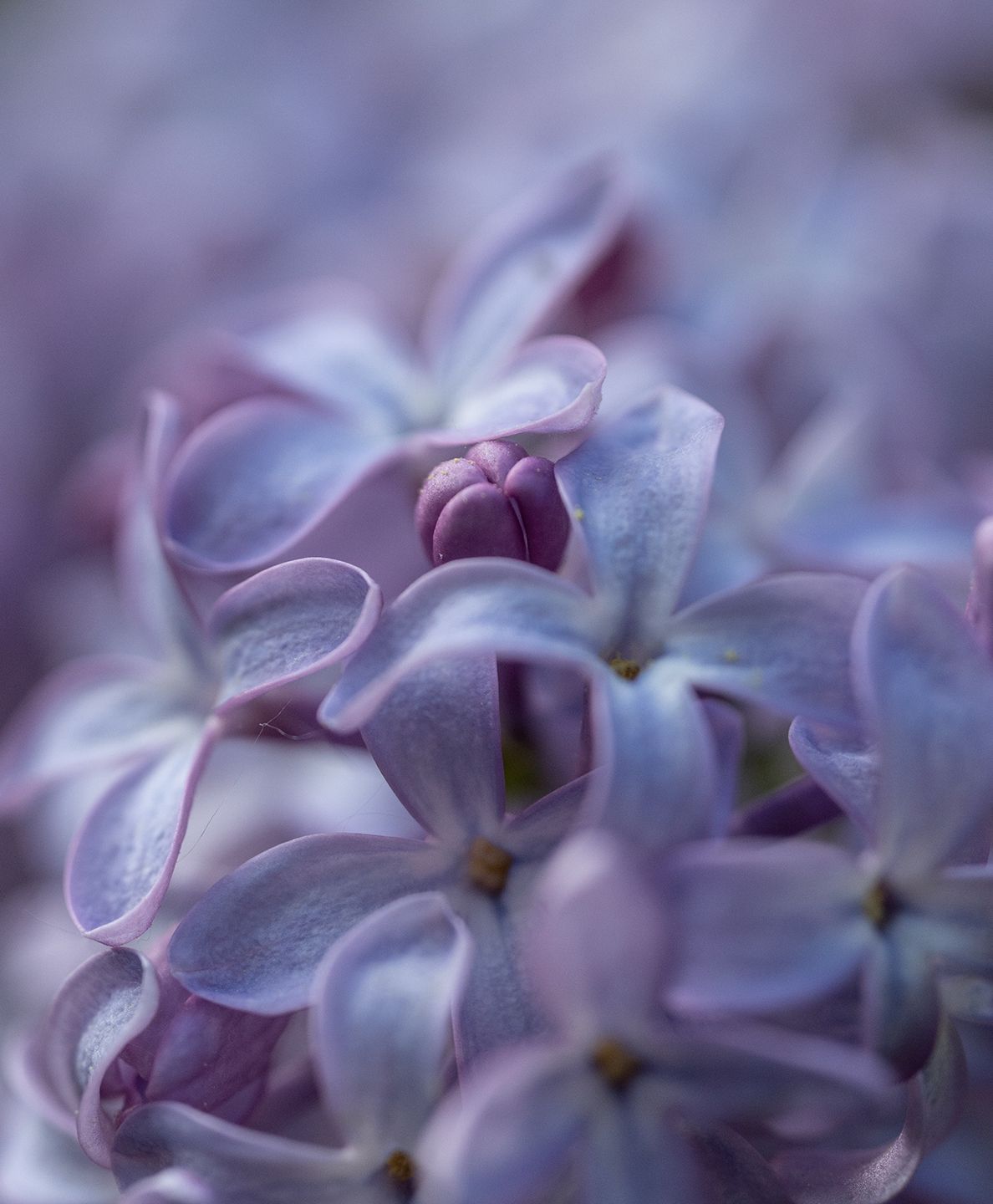 Delicate Lilac Blossoms in Soft Focus