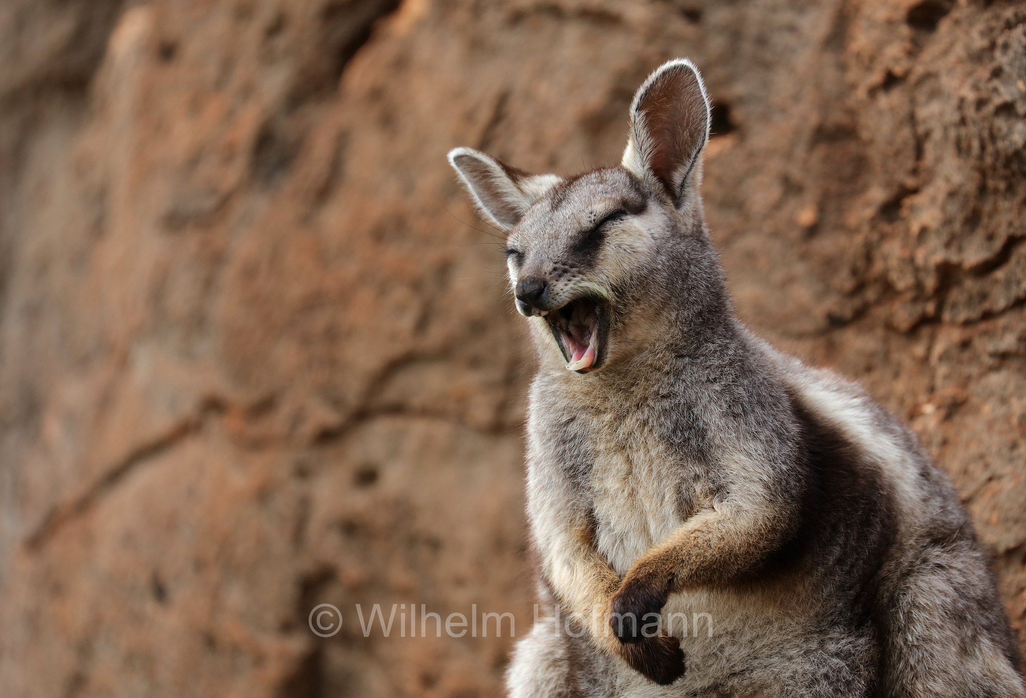 Petrogale lateralis, ﻿black-flanked rock-wallaby, black-footed rock-wallaby, warru, Schwarzpfoten-Felskänguru, wallaby delle rocce dai fianchi neri, wallaby delle rocce dai piedi neri, warru, Mandu Mandu Gorge, Cape Range National Park, Cape-Range-Nationalpark, Western Australia, Westaustralien, Australia Occidentale, Australia, Australien