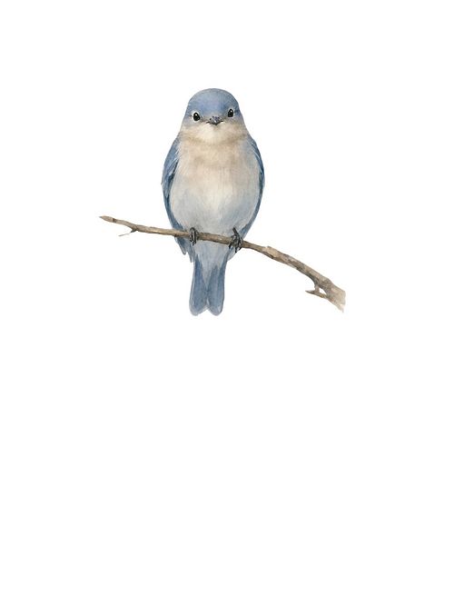 I love Birding