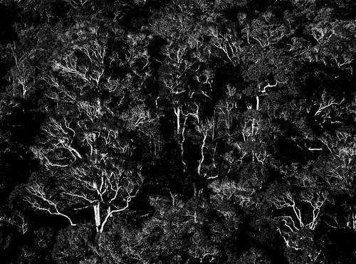 Lungs of the planet
