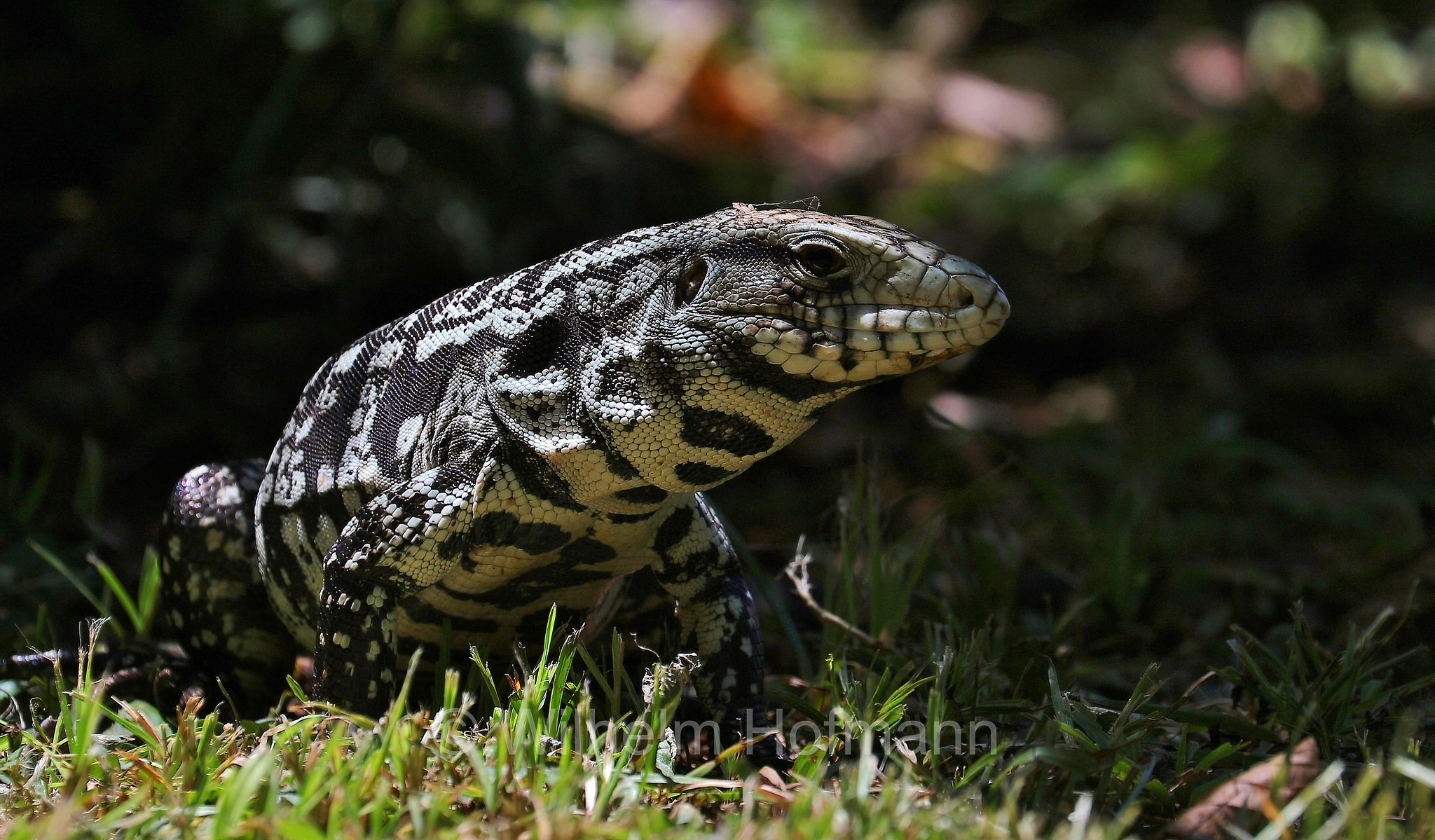 Argentine black and white tegu, Argentine giant tegu, black and white tegu, blue tegu, huge tegu, Schwarzweißer Teju, tegu argentino bianco e nero, tegu gigante argentino, lagarto overo, Salvator merianae, Iguazú National Park, Nationalpark Iguazú, Parco nazionale dell'Iguazú, Misiones, Argentina, Argentinien