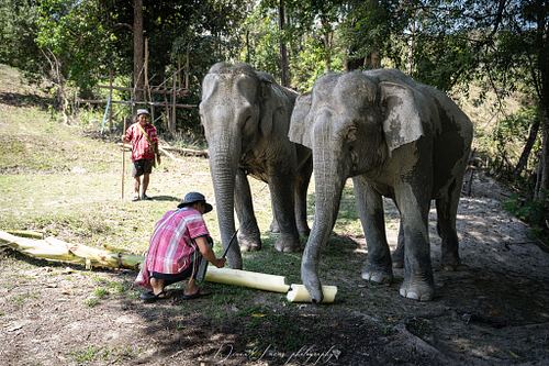 Because Elephants at Home is located outside the city,