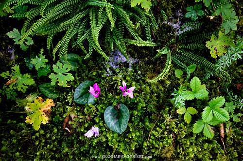 Cyclamen purpurascens - Europäisches Alpenveilchen