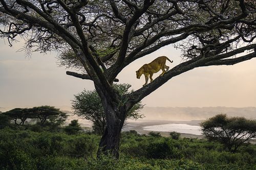 Lioness