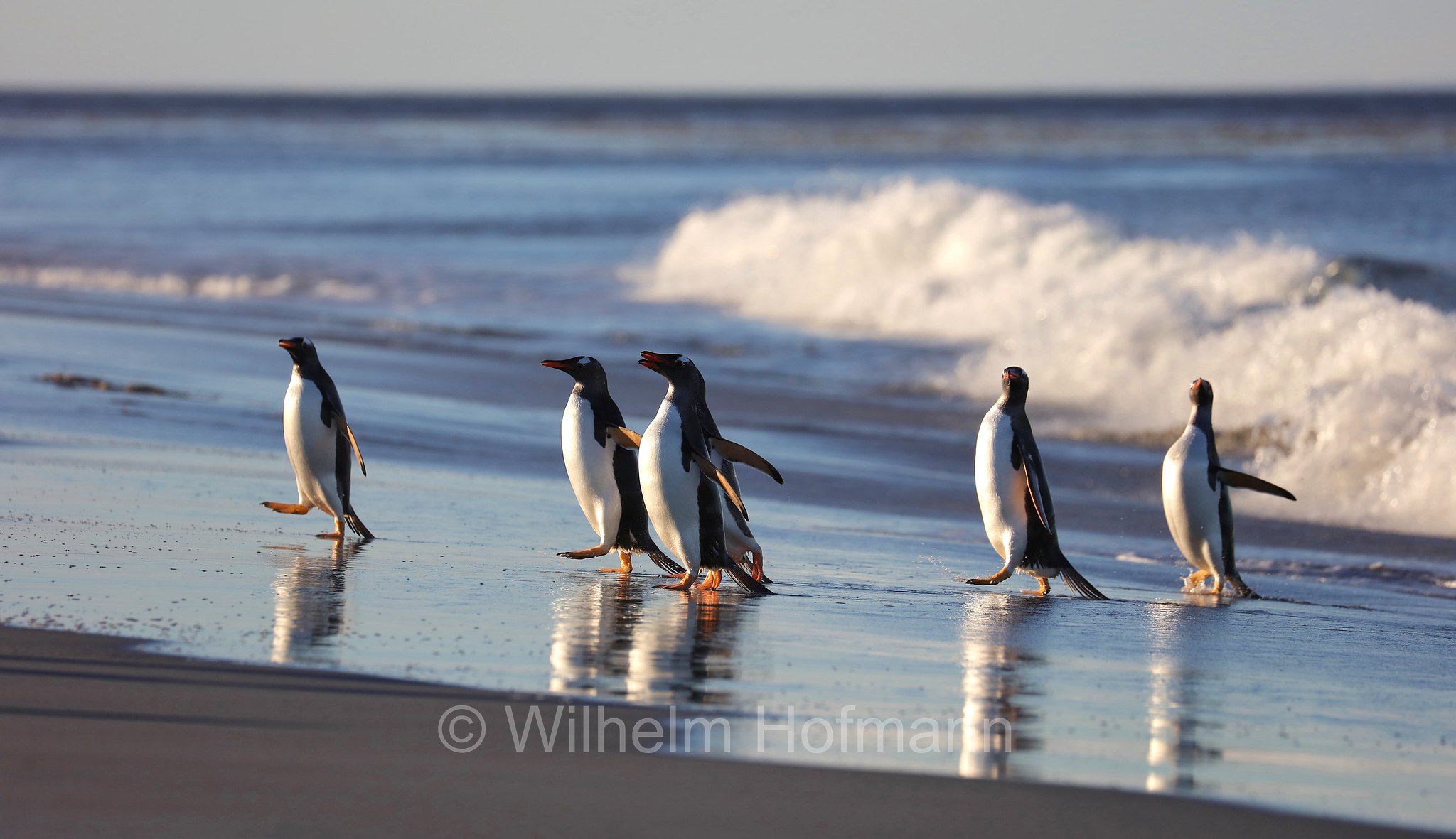 gentoo penguin, Eselspinguin, Rotschnabelpinguin, pigoscelide comune, pinguino Papua, Pygoscelis papua, Sealion Island, Sea Lion Island, Isla de los Leones Marinos, Falkland Islands, Falklandinseln, Isole Falkland