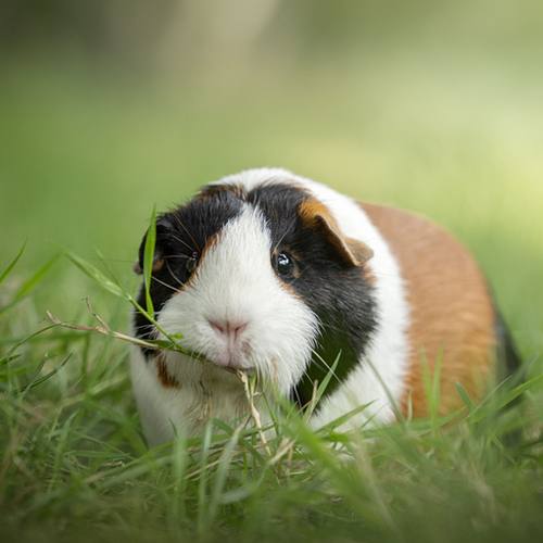 OVERIGE DIEREN