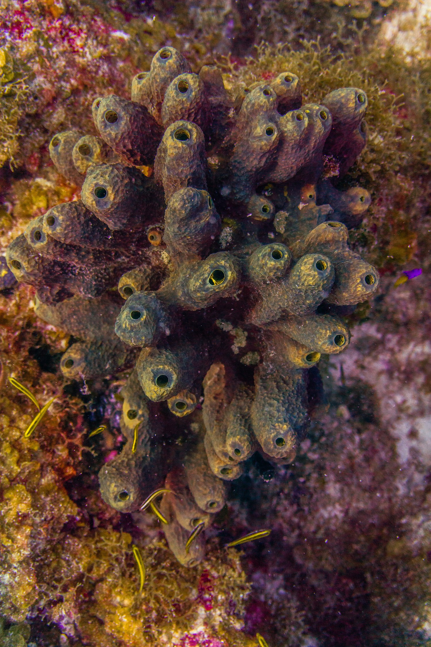USVI.Photos