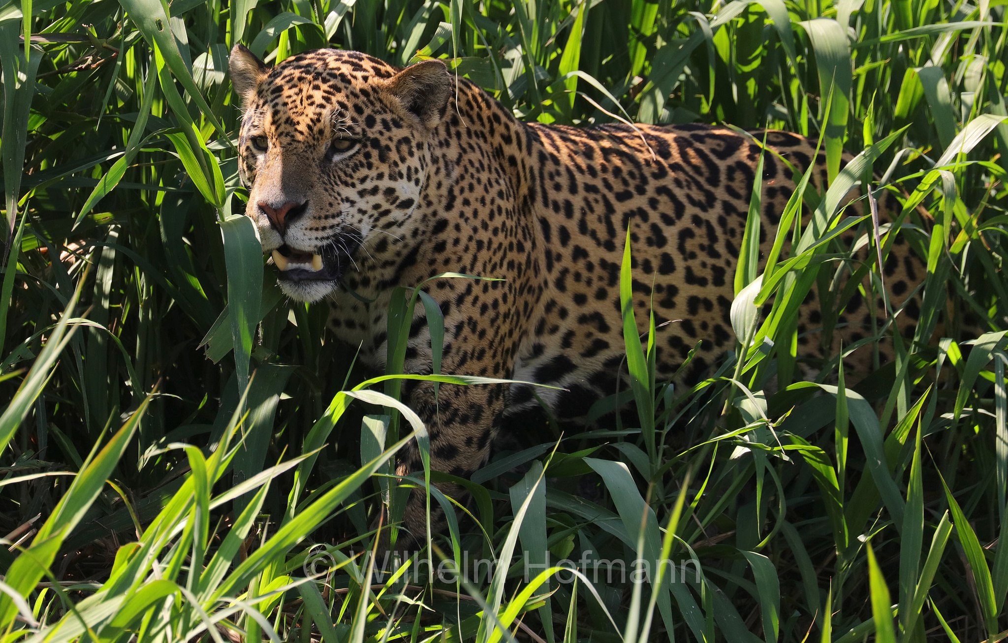 Jaguar, ﻿giaguaro, Panthera onca, Parque Estadual Encontro das Águas, Pantanal, Mato Grosso, Brazil, Brasil, Brasile, Brasilien