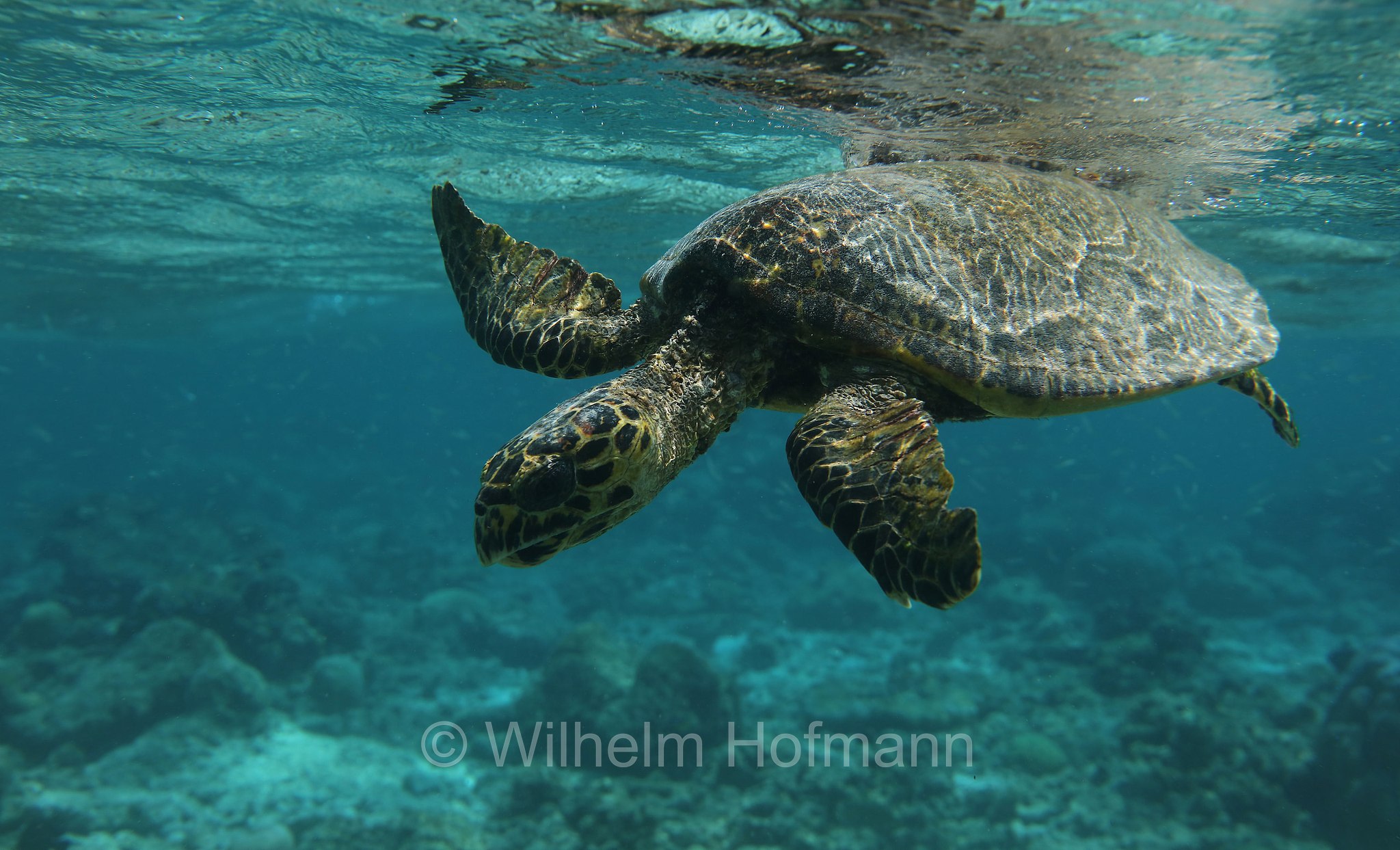 hawksbill sea turtle, Echte Karettschildkröte, tartaruga embricata, Eretmochelys imbricata, Maldives, Malediven, Maledive, Fihalhohi Island Resort