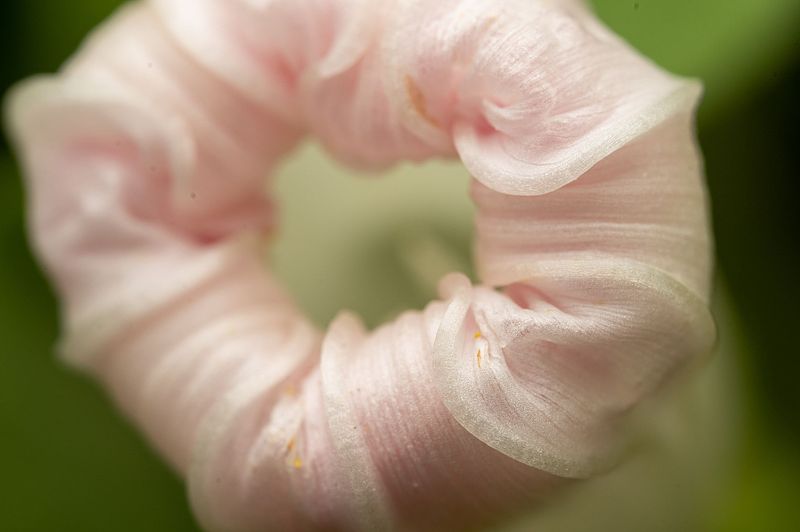 Pretty Flowers