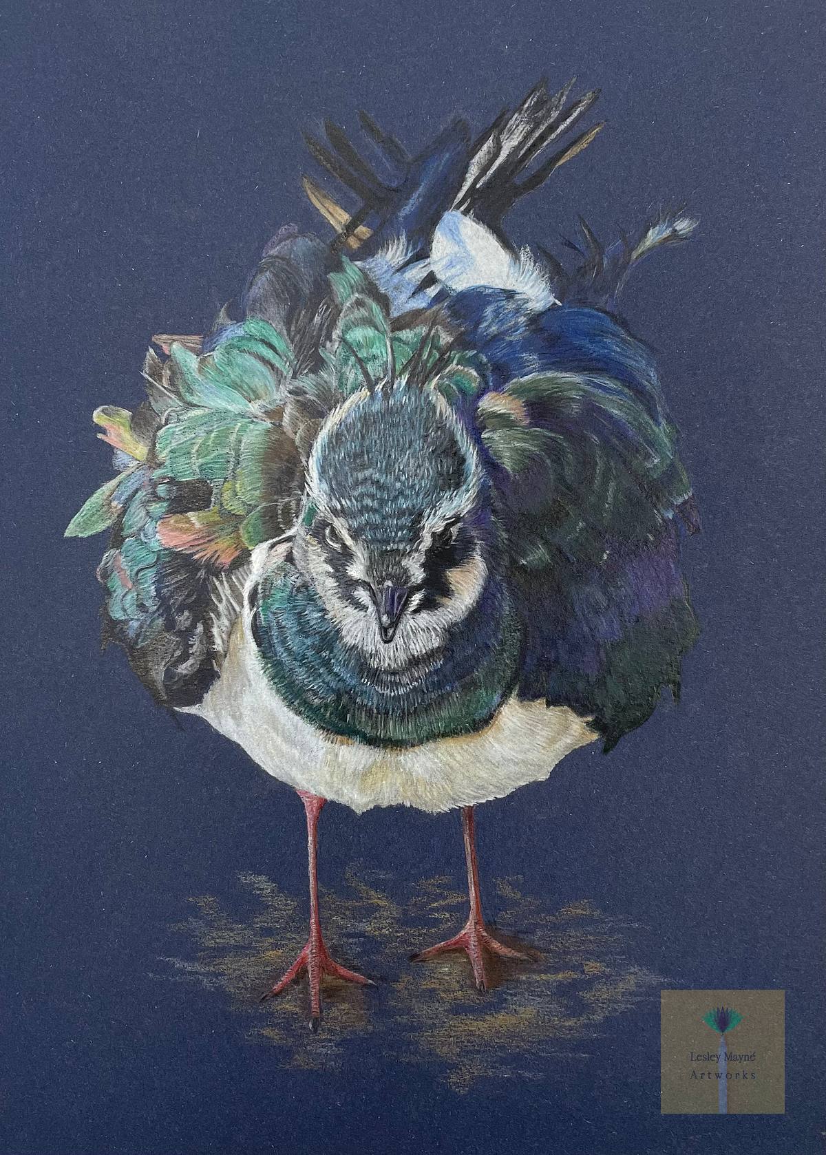Ruffled Up coloured pencil drawing of lapwing with ruffled feather looking straight at the viewer on a dark blue background