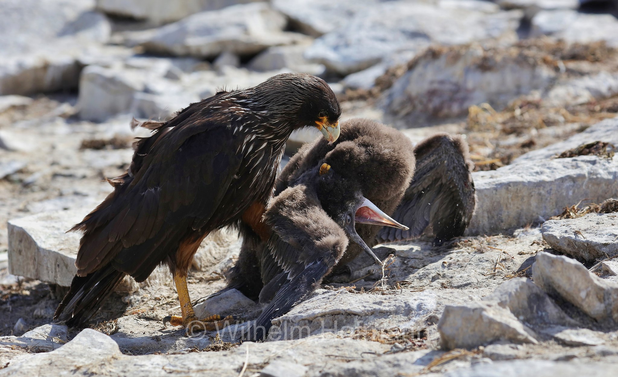 striated caracara, Forster's caracara, Johnny Rook, Falklandkarakara, caracara striato, Daptrius australis, Phalcoboenus australis, Sealion Island, Sea Lion Island, Isla de los Leones Marinos, Falkland Islands, Falklandinseln, Isole Falkland