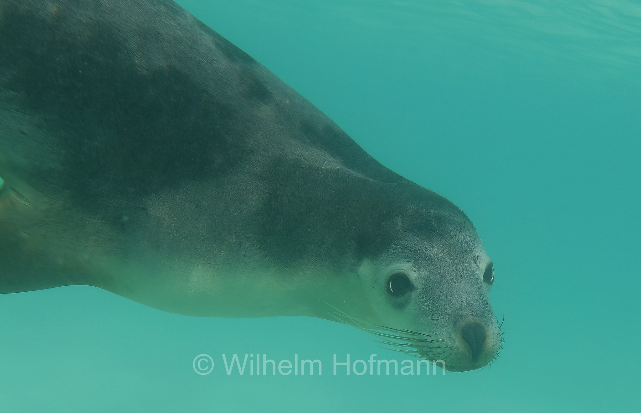 Australian sea lion, Australian sea-lion, Australian sealion, Australischer Seelöwe, leone marino australiano, Neophoca cinerea, Memory Cove, Lincoln National Park, Lincoln-Nationalpark, parco nazionale Lincoln, Eyre Peninsula, Eyre-Halbinsel, Penisola di Eyre, South Australia, Südaustralien, Australia Meridionale, Australia, Australien