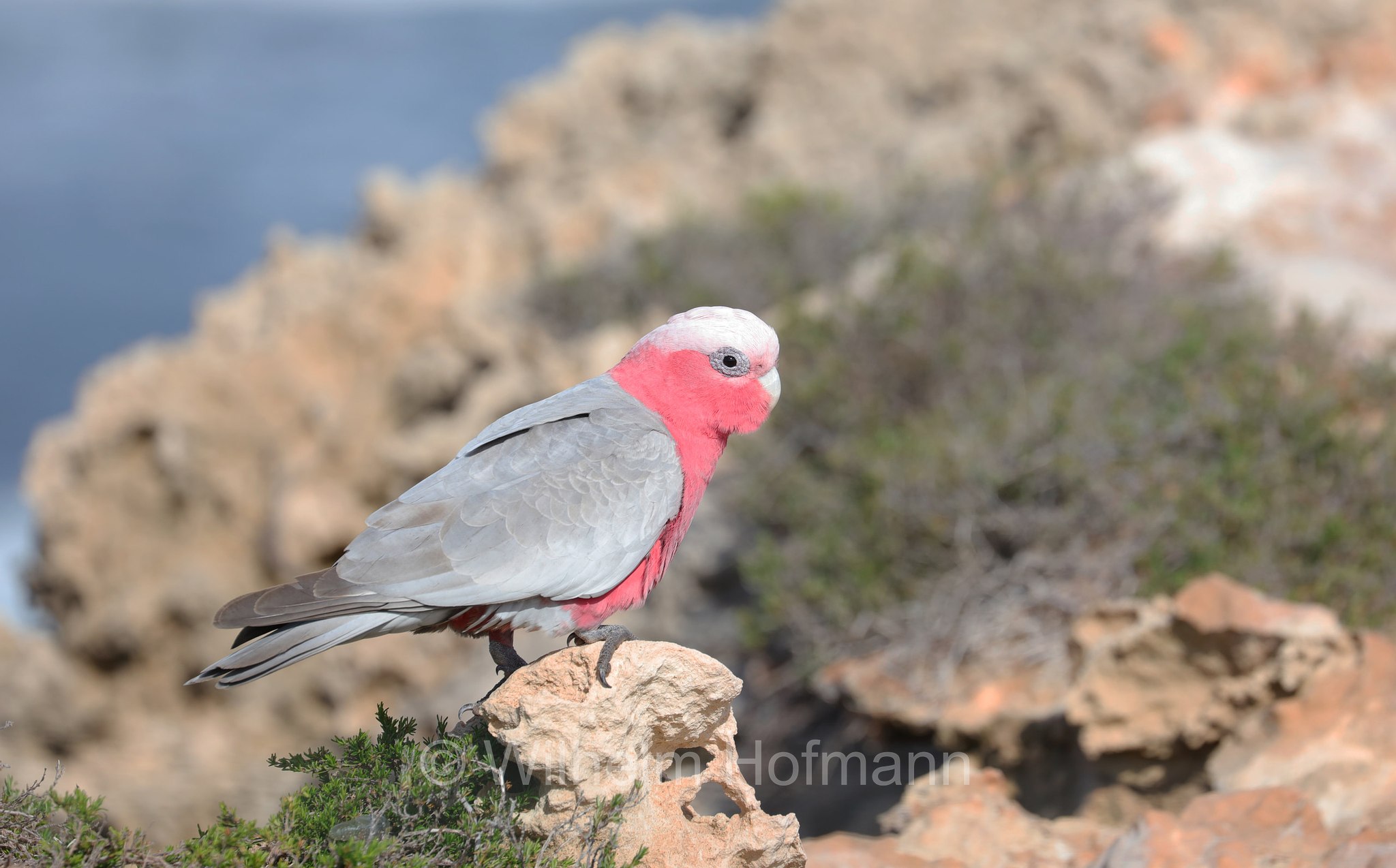 Cacatua roseicapilla, ﻿galah, pink and grey cockatoo, galah cockatoo, rose-breasted cockatoo, Rosakakadu, cacatua rosa, Eolophus roseicapilla, Cape Peron, Point Peron, Western Australia, Westaustralien, Australia Occidentale, Australia, Australien