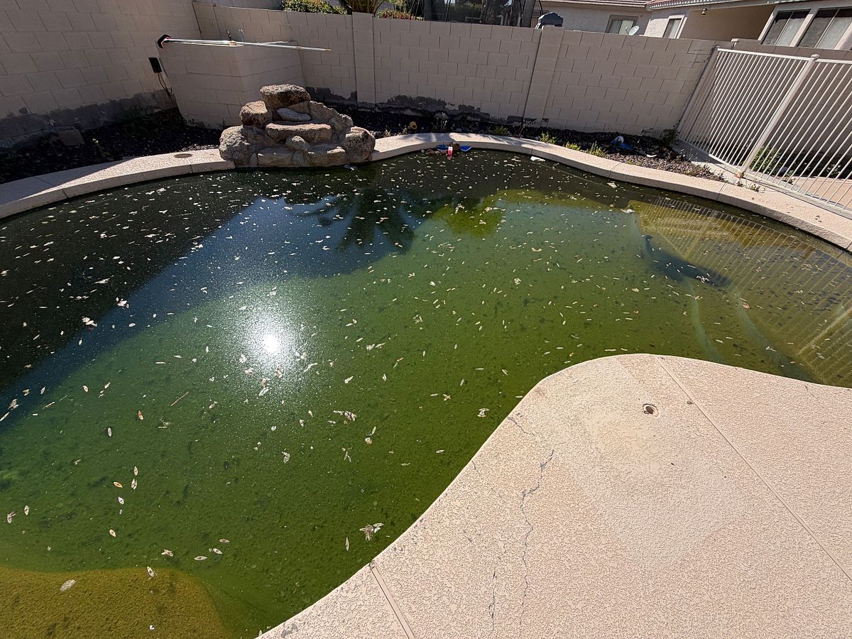 Green pool left sitting in algae for months