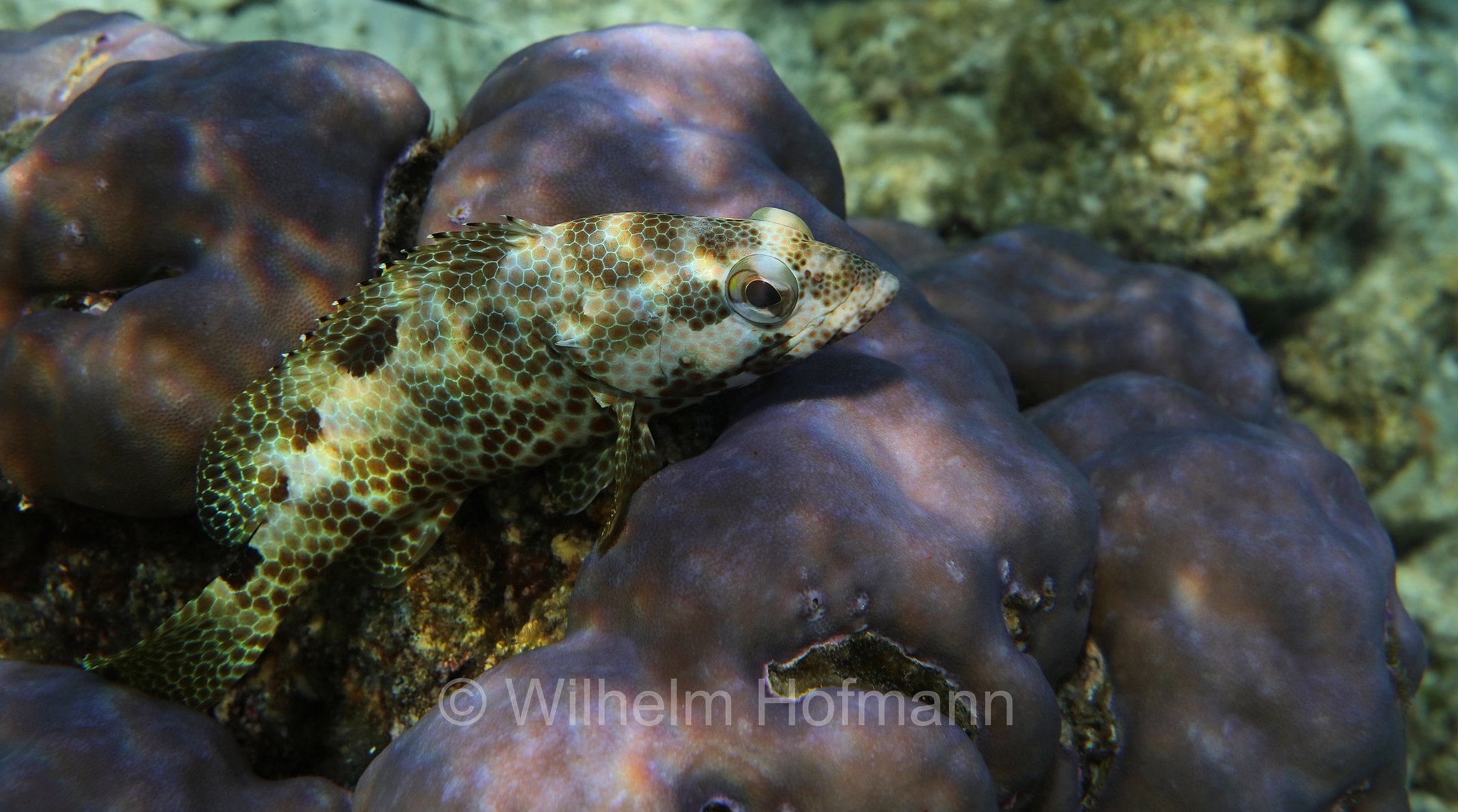 foursaddle grouper, spotty cod, Vierfleck-Wabenbarsch, cernia dalle quattro selle, Epinephelus spilotoceps, Malediven, Maldives, Maledive, fihalhohi island resort