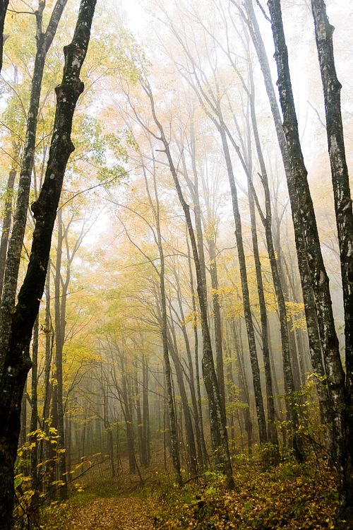 "Misty Rain"