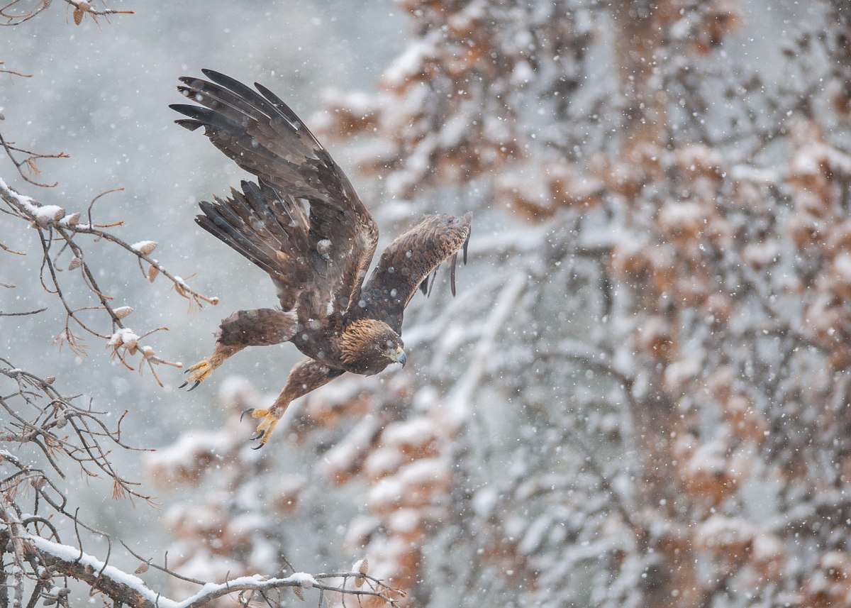 Taking-Flight