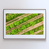 THE ONE - AERIAL PRINTS - "In The Rows" - LIMITED EDITION 5 of 5