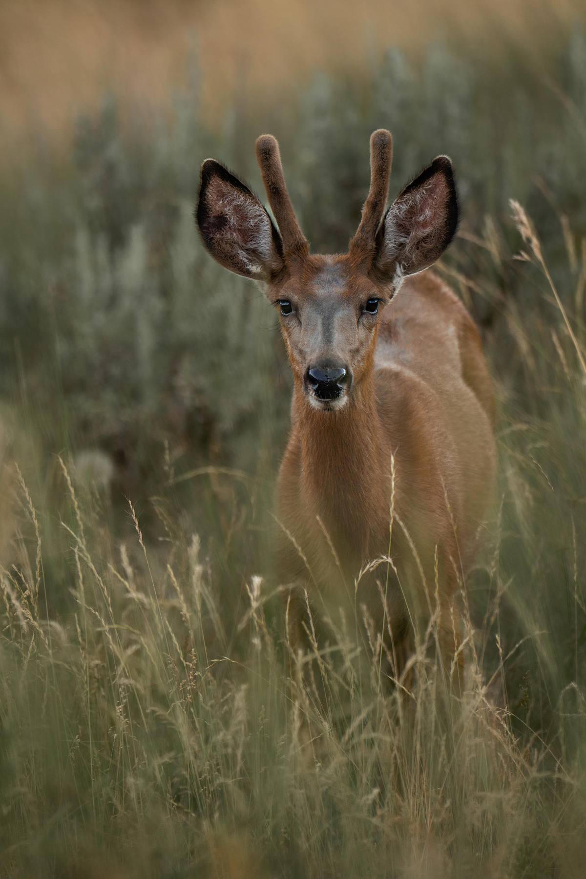 Beautiful deer in a tall grass field in Vernon, BC.